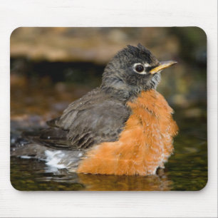 Tapis De Souris American Robin bain 2