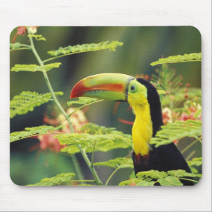 Tapis De Souris Amérique centrale, Honduras. Toucan à bec caréné