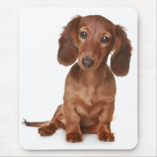 Tapis De Souris Amour Dachshund Chien Chien Coquelicot Ordinateur