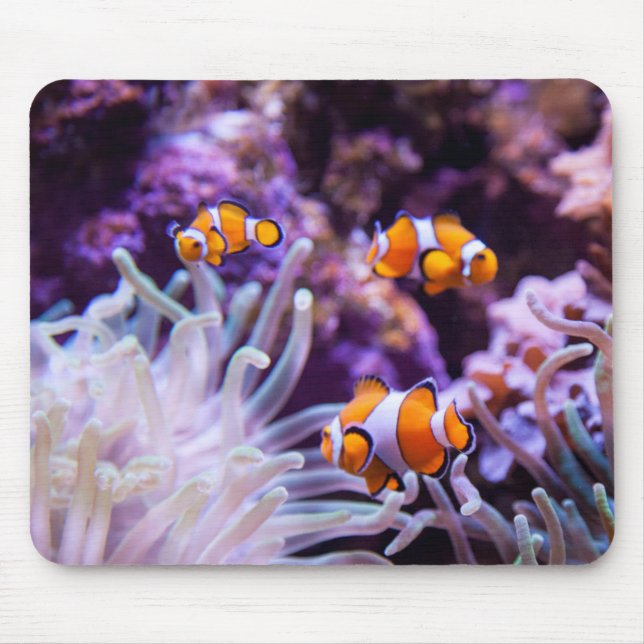Tapis De Souris Amphiprion Ocellaris d'Ocellaris Clownfish | (Devant)