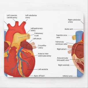 Tapis De Souris Anatomie cardiaque humaine