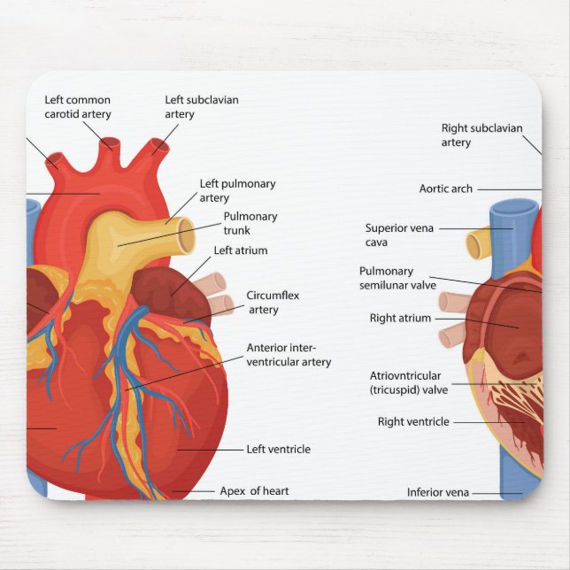 Tapis De Souris Anatomie cardiaque humaine (Devant)