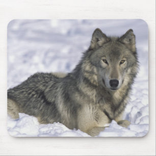 Tapis De Souris Animal En Neige