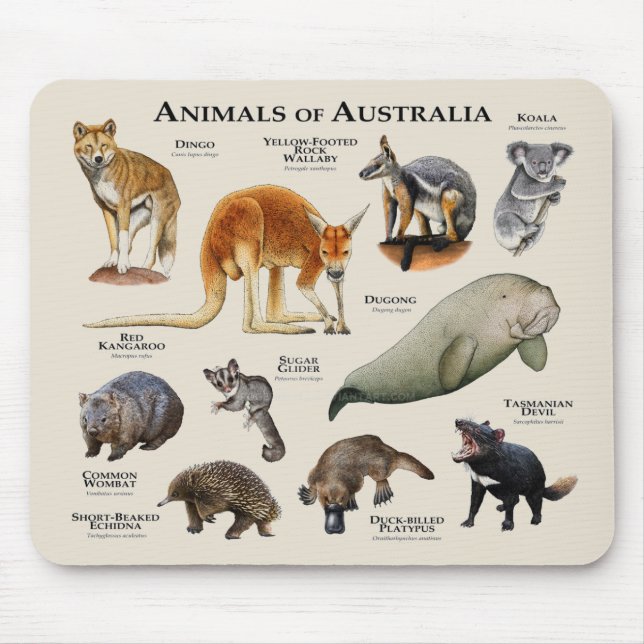 Tapis De Souris Animaux d'Australie (Devant)
