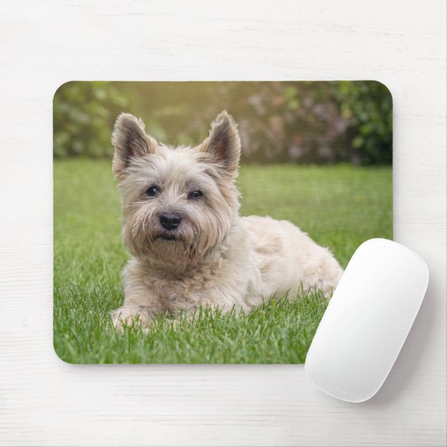 Tapis De Souris Animaux de bébés cutest | Cairn Terrier Dog (Avec souris)
