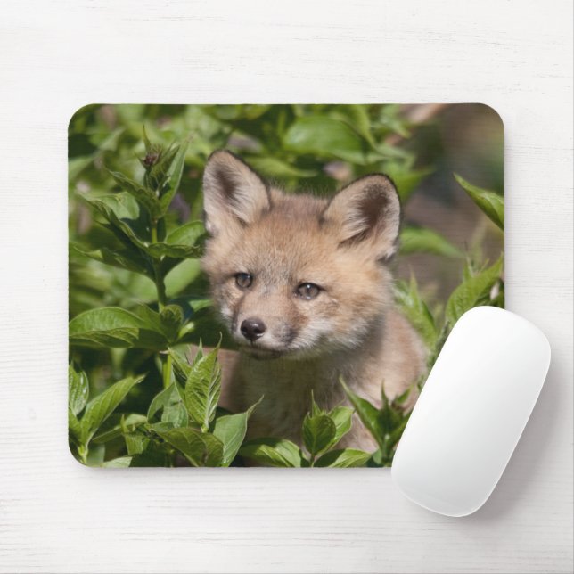 Tapis De Souris Animaux de bébés cutest | Kit Fox (Avec souris)