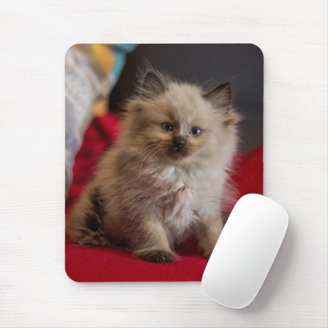 Tapis De Souris Animaux de bébés cutest | Siamese Kitten (Avec souris)