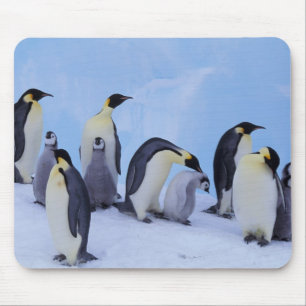 Tapis De Souris Antarctique, Manchots empereurs
