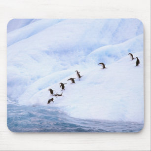 Tapis De Souris Antarctique, péninsule Antarctique. Chinstrap
