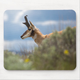 Tapis De Souris Antelope de Prong Horn