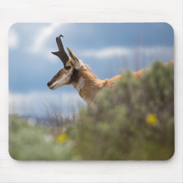 Tapis De Souris Antelope de Prong Horn (Devant)