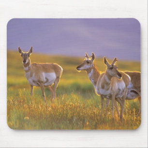 Tapis De Souris Antilope d'Amérique dans le Montana