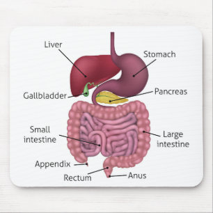 Tapis De Souris Appareil digestif et étiquettes gastro-intestinau