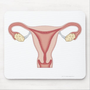 Tapis De Souris Appareil génital féminin 2