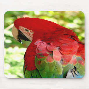 Tapis De Souris Ara rouge Mousepad 2