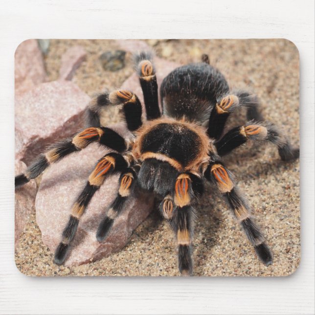 Tapis De Souris Araignée de Tarantula au genou rouge mexicain (Devant)