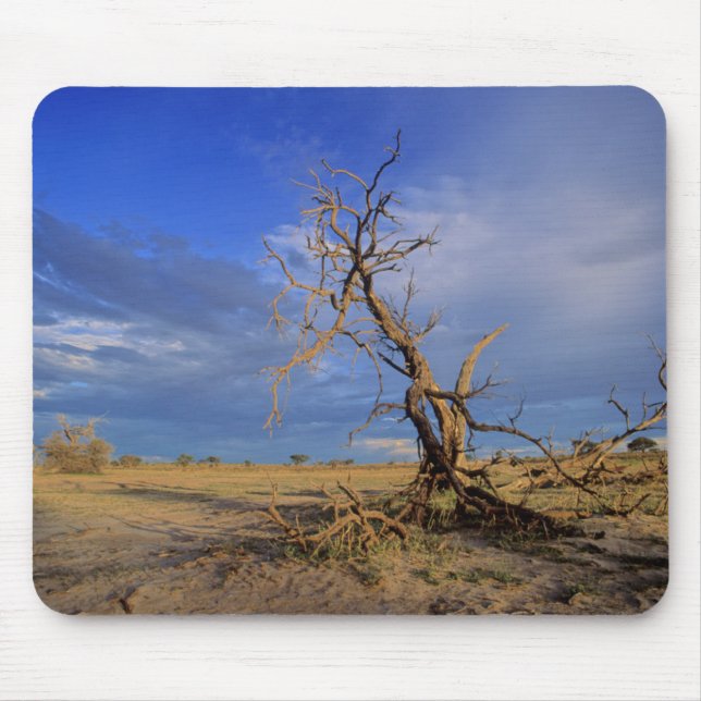 Tapis De Souris Arbre de Camel Thorn (Acacia Erioloba) (Devant)