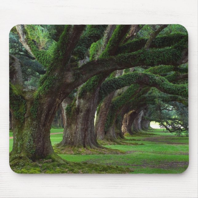TAPIS DE SOURIS ARBRES DE LA LOUISIANE LIVE OAK (Devant)