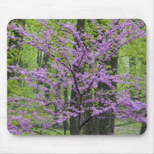 Tapis De Souris Arbres Redbud en pleine floraison printanière près