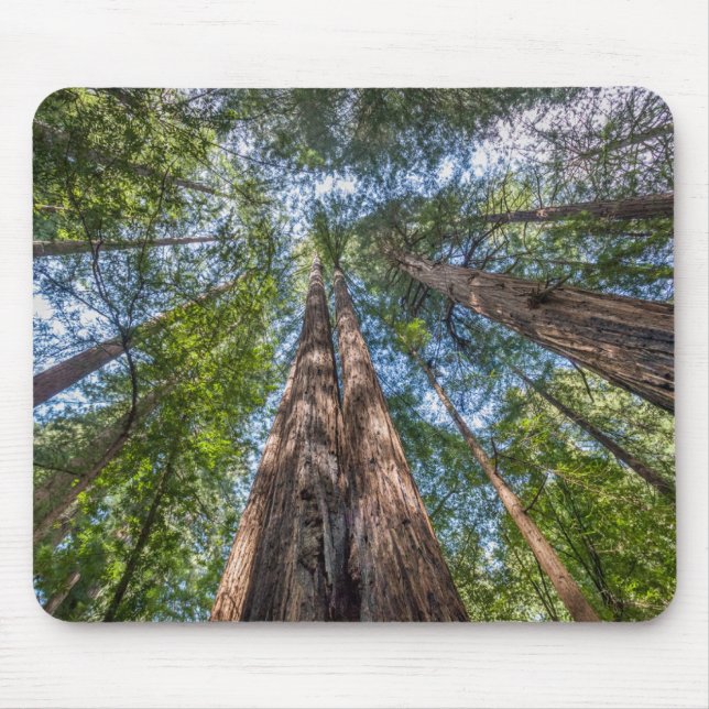 Tapis De Souris Arbres séquoias | Comté de Marin, Californie (Devant)