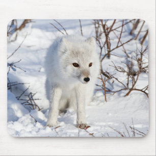 Tapis De Souris Arctic Fox, région de gestion de la faune de Churc