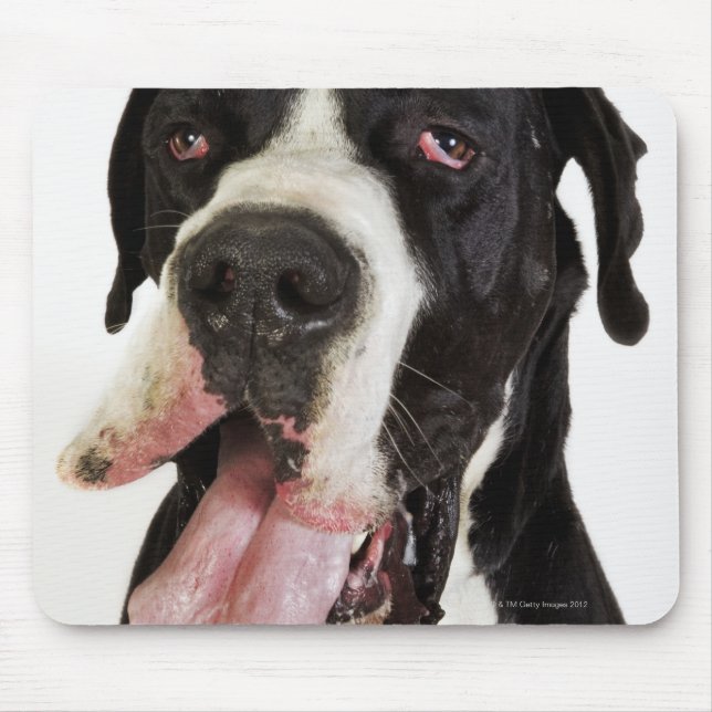 Tapis De Souris Arlequin grand Danois, gros plan sur blanc (Devant)