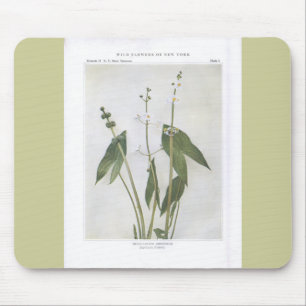 Tapis De Souris Arrowhead à grandes feuilles - Sagittaria latifoli