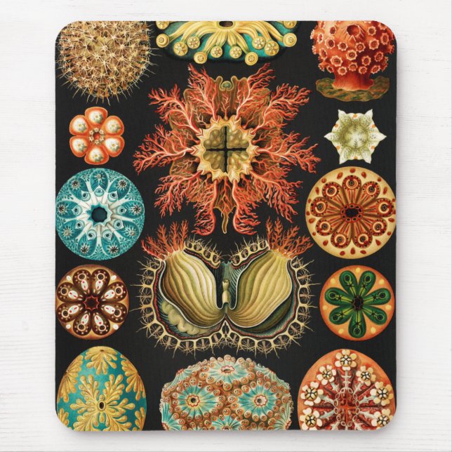 Tapis De Souris Ascidiae, Seescheiden Marine Life par Ernst Haecke (Devant)