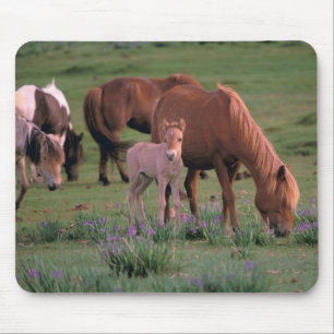 Tapis De Souris Asie, Mongolie, désert de Gobi. Chevaux sauvages