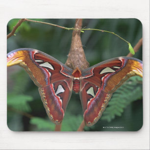 Tapis De Souris Atlas Moth