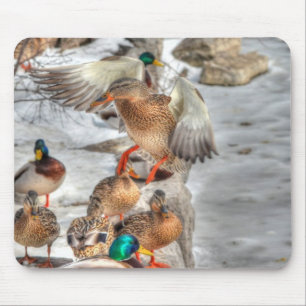 Tapis De Souris Atterrissage Femme Mallard Canard Aiguille Faune