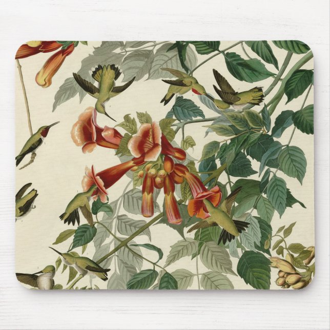 Tapis De Souris Audubon Throsé de colibri (Devant)