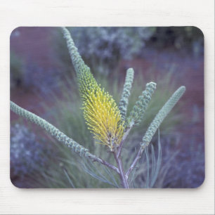 Tapis De Souris Australie, NT, près d'Ayers Rock. Floraison printa