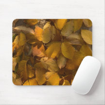 Automne glorieux sur une souris (1)