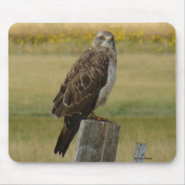 Tapis De Souris B33 Buse de Swainson