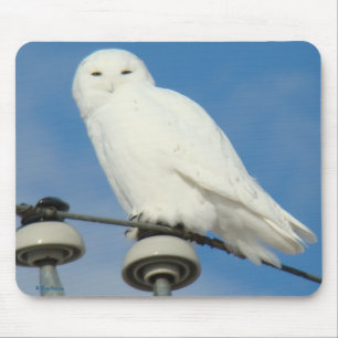 Tapis De Souris B50 Harfang des neiges