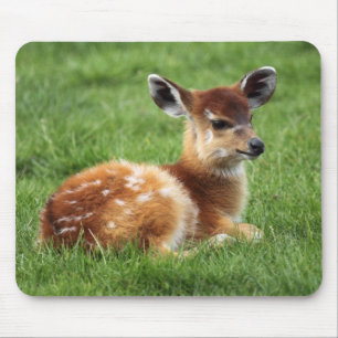 Tapis De Souris Baby Antelope