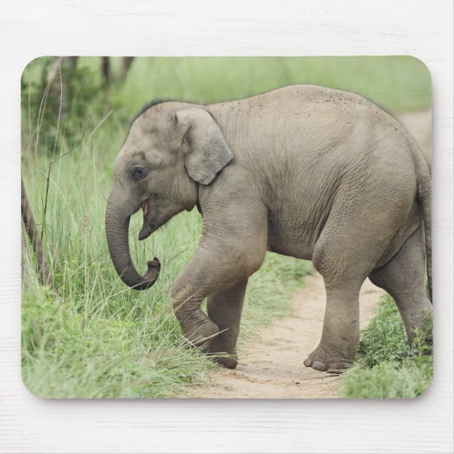 Tapis De Souris Baby Elephant suivant la mère, Corbett (Devant)