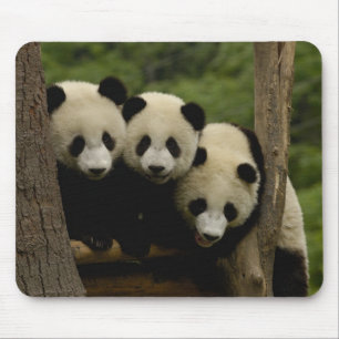 Tapis De Souris Baby panda géante Ailuropoda melanoleuca)