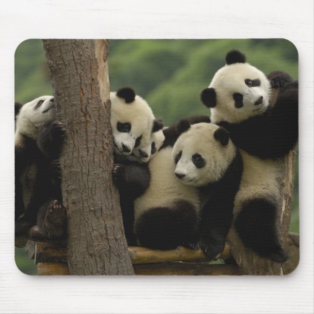 Tapis De Souris Baby panda géante Ailuropoda melanoleuca) (Devant)