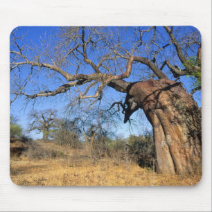 Tapis De Souris Baobab (Adansonia Digitata), Parc national Kruger