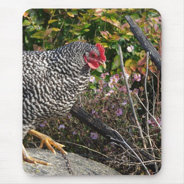Tapis De Souris Barred Rock Hen (Devant)