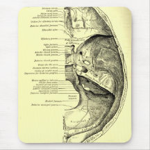 Base vintage de l'anatomie | de la surface