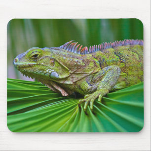 Tapis de souris beau caméléon