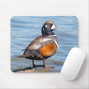 Tapis De Souris Beau canard arlequin sur le rocher