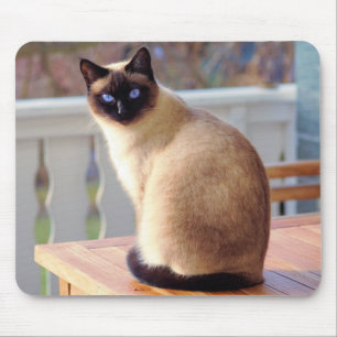 Tapis De Souris Beau chat siamois aux yeux bleus