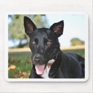 Tapis De Souris Beau chien aux yeux noisette