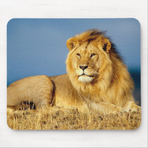 Tapis de souris beau lion