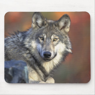 Tapis De Souris Beau loup