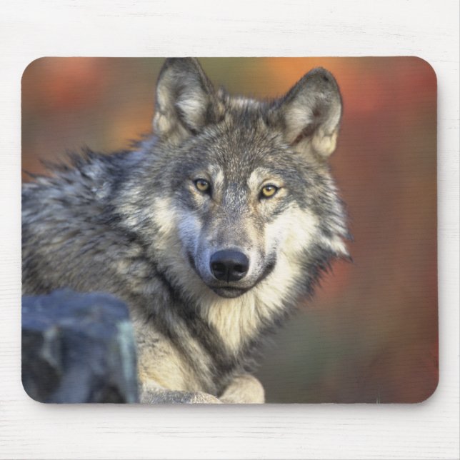 Tapis De Souris Beau loup (Devant)